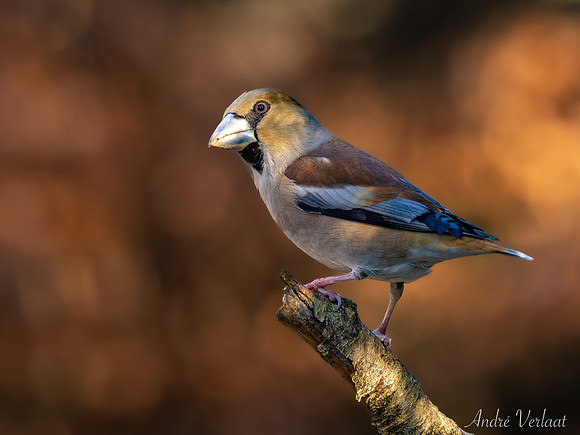 Appelvink / Hawfinch - Oss