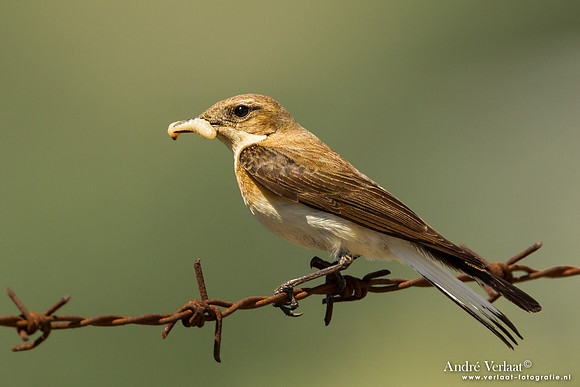 Oostelijke Blonde Tapuit / Black-eared Wheatear - Lesvos