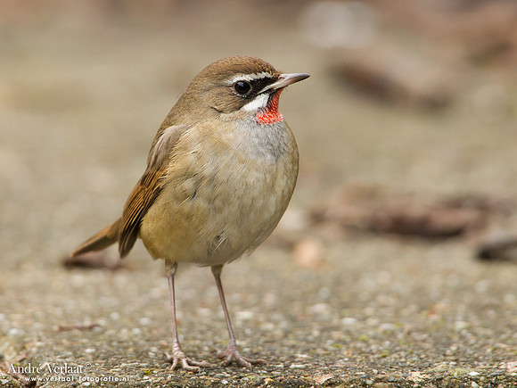 Roodkeelnachtegaal / Siberian Rubythroat - Hoogwoud