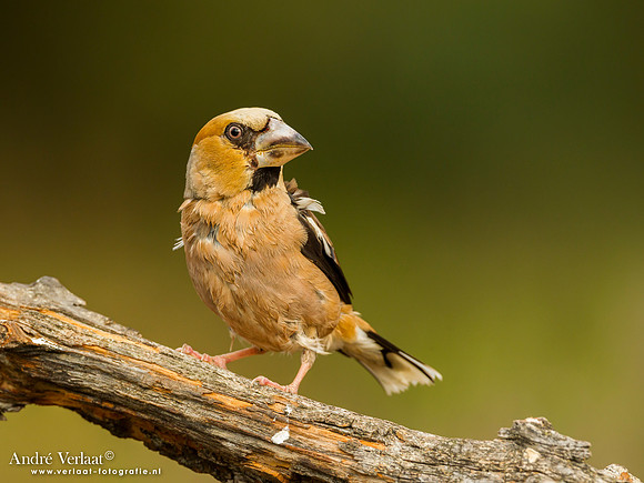 Appelvink / Hawfinch - Lemelerberg