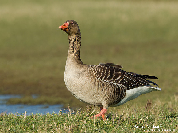 Grauwe Gans / Greylag Goose - Camperduin