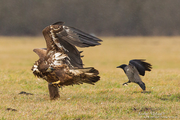 Zeearend / White-tailed Eagle - Central Poland