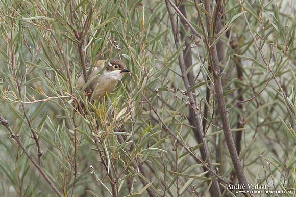 Bruine Diadeemhoningeter / Brown-headed Honeyeater - Bowra Sanctuary
