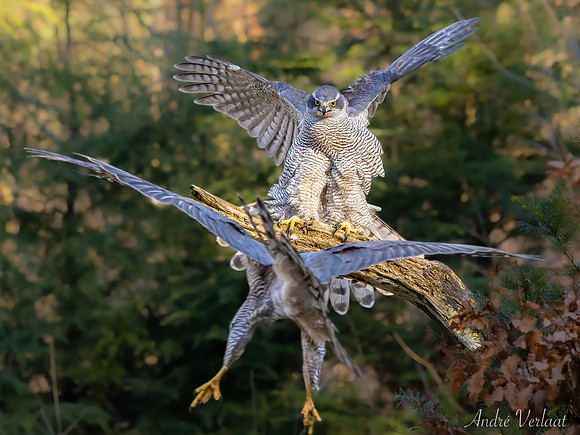 Havik / Northern Goshawk - Oss
