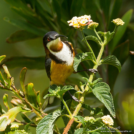 Zwarthalshoningvogel / Eastern Spinebill - Ravensbourne