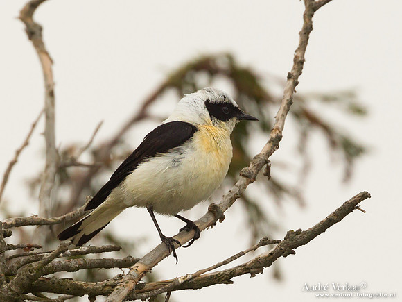 Oostelijke Blonde Tapuit / Black-eared Wheatear - Lesvos