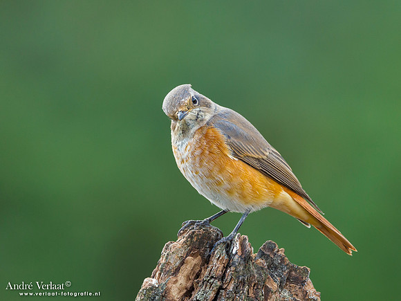 Gekraagde Roodstaart / Redstart - Lemelerberg