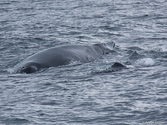 Bultrug / Humpback Whale - Cape Cod, USA