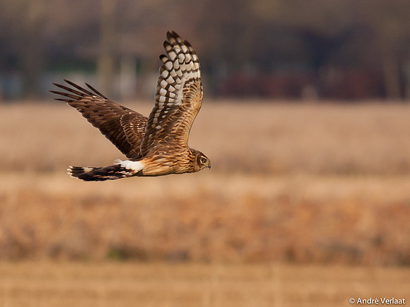 Blauwe Kiekendief / Hen Harrier - Zeewolde