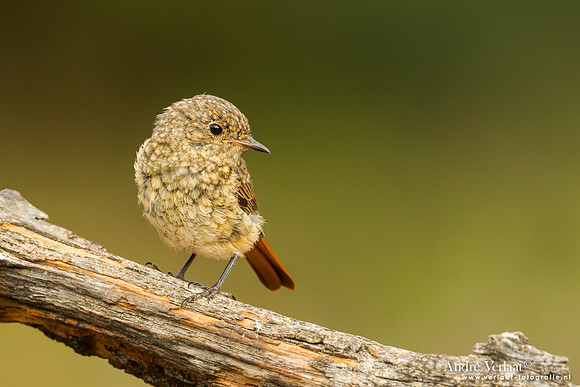 Gekraagde Roodstaart / Redstart - Lemelerberg