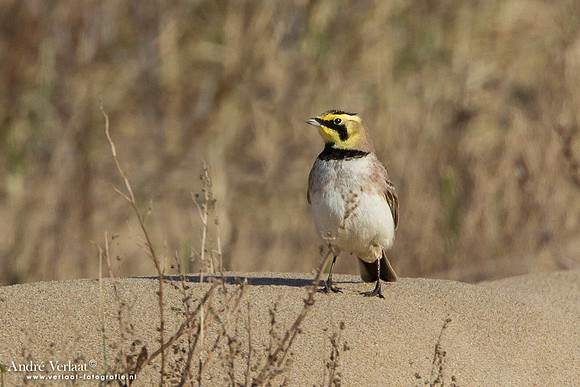 Strandleeuwerik / Horned Lark - IJmuiden