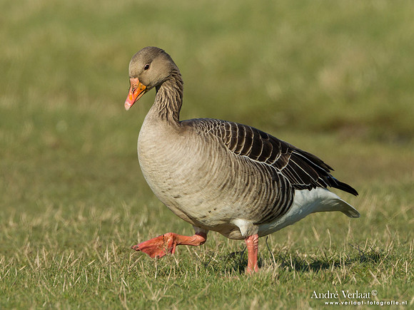 Grauwe Gans / Greylag Goose - Camperduin