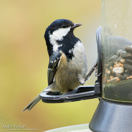 Zwarte Mees / Coal Tit - Wognum