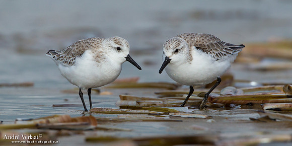 Drieteenstrandloper / Sanderling - IJmuiden