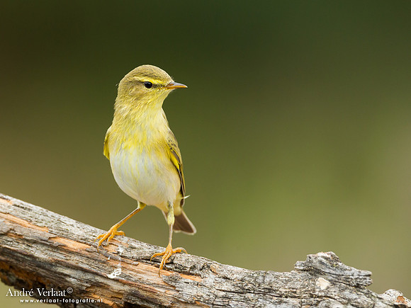 Fluiter / Wood Warbler - Lemelerberg