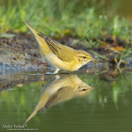 Fluiter / Wood Warbler - Lemelerberg