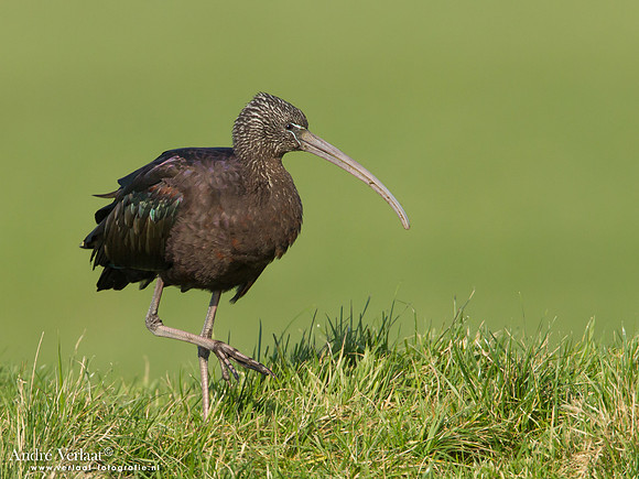 Zwarte Ibis / Glossy Ibis - Koedijk