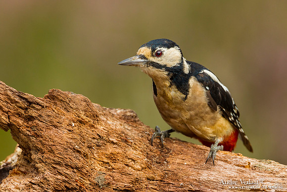 Grote Bonte Specht / Great Spotted Woodpecker - Lemelerberg