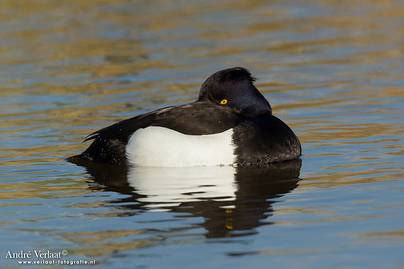 Kuifeend / Tufted Duck - Wogmeer