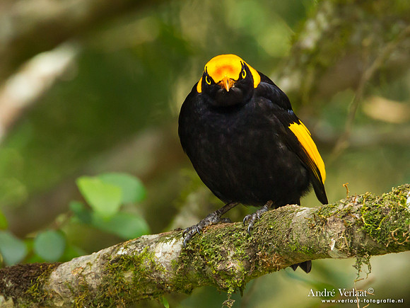 Geelnekprieelvogel / Regent Bowerbird - Lamington Park