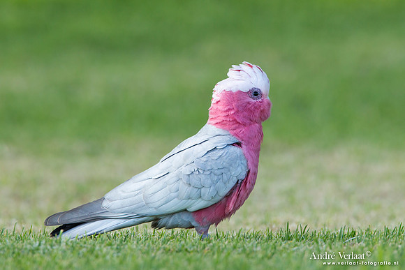 Roze Kaketoe/ Galah - Highfields