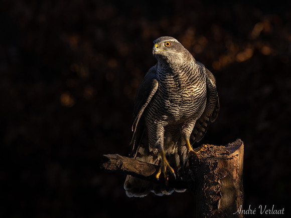 Havik / Northern Goshawk - Oss