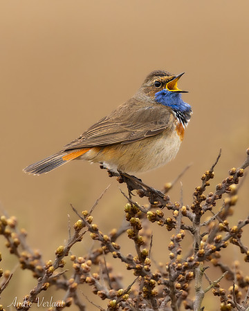 Blauwborst / Bluethroat - Schiermonnikoog