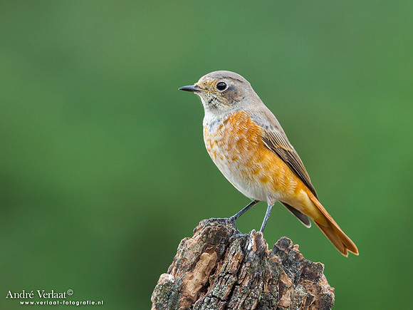 Gekraagde Roodstaart / Redstart - Lemelerberg