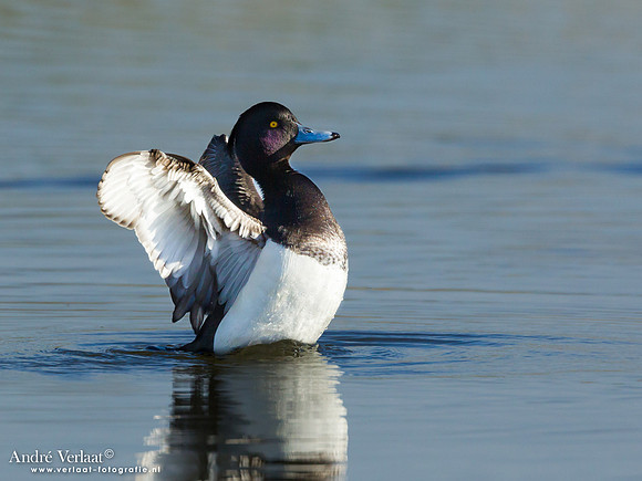 Kuifeend / Tufted Duck - Wogmeer