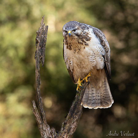 Buizerd / Buzzard - Oss