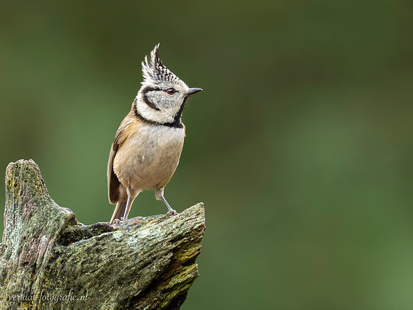 Kuifmees / Crested Tit - Lemelerberg