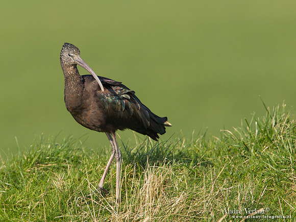 Zwarte Ibis / Glossy Ibis - Koedijk