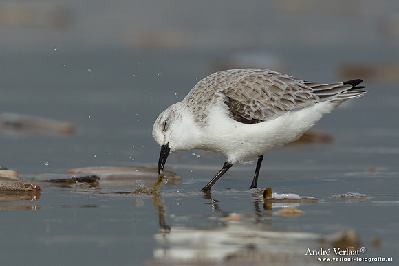 Drieteenstrandloper / Sanderling - IJmuiden
