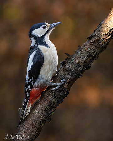 Grote Bonte Specht / Great Spotted Woodpecker - Oss