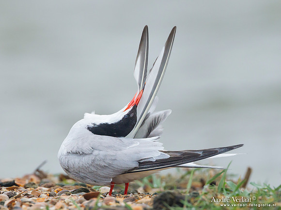 Visdief / Common Tern - Den Helder