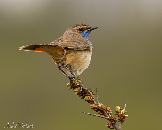 Blauwborst / Bluethroat - Schiermonnikoog