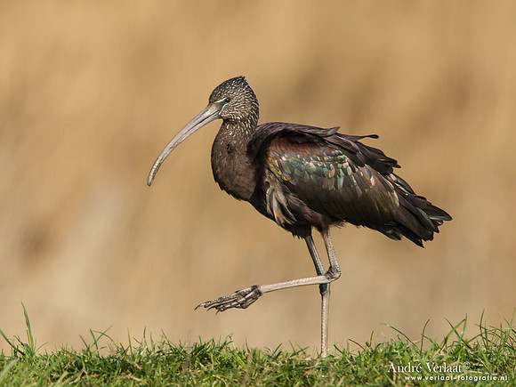 Zwarte Ibis / Glossy Ibis - Koedijk