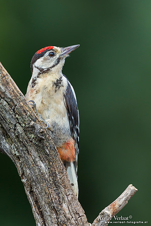 Grote Bonte Specht / Great Spotted Woodpecker - Lemelerberg