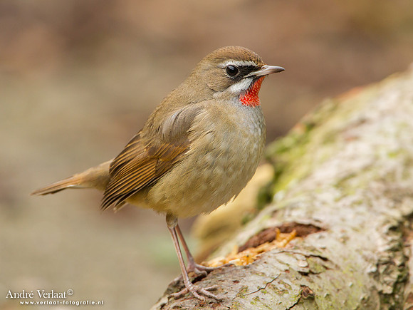 Roodkeelnachtegaal / Siberian Rubythroat - Hoogwoud