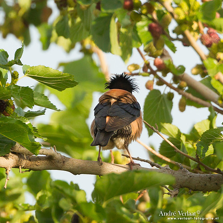 Roze Spreeuw / Rose-coloured Starling - Lesvos