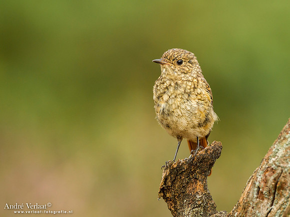 Gekraagde Roodstaart / Redstart - Lemelerberg