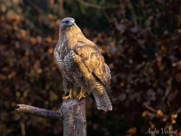 Buizerd / Buzzard - Oss