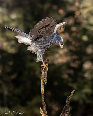 Havik / Northern Goshawk - Oss