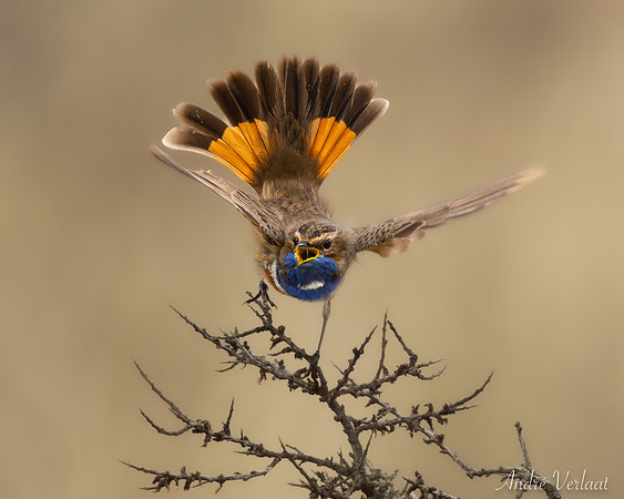 Blauwborst / Bluethroat - Schiermonnikoog