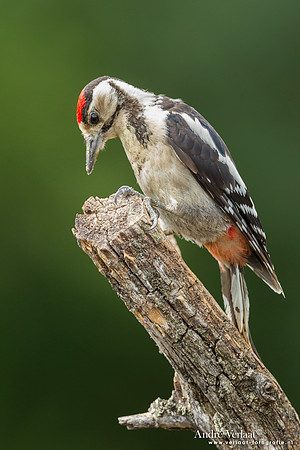 Grote Bonte Specht / Great Spotted Woodpecker - Lemelerberg