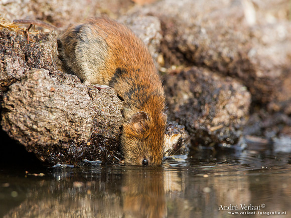 Rosse Woelmuis / Bank Vole - Lemelerberg