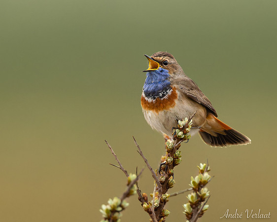 Blauwborst / Bluethroat - Schiermonnikoog