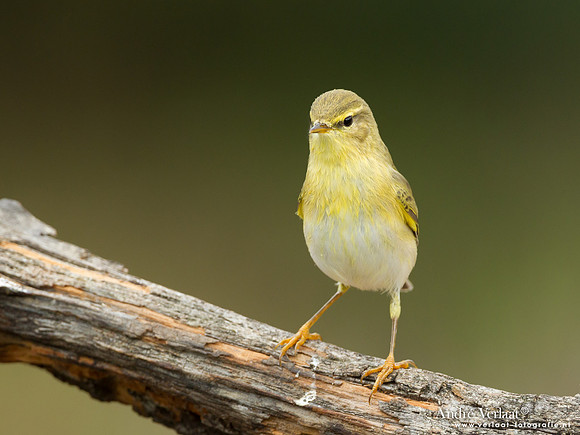 Fluiter / Wood Warbler - Lemelerberg