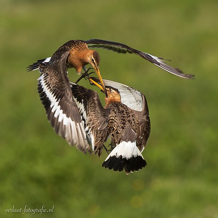 Grutto / Black-tailed Godwit - Wognum