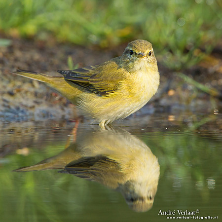 Fitis / Willow Warbler - Lemelerberg